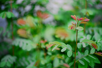 Lonely green tree sprouts in spring forest under sunlight under close view.