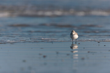 Shorebird Sanderling Calidris alba in search of food on a sandy beach in Morbihan, France