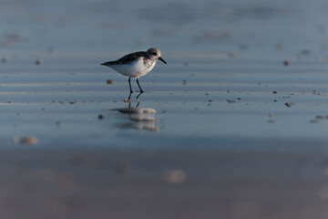 Shorebird Sanderling Calidris alba in search of food on a sandy beach in Morbihan, France