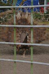 The chocolate peacock whose wings spread behind the fence.