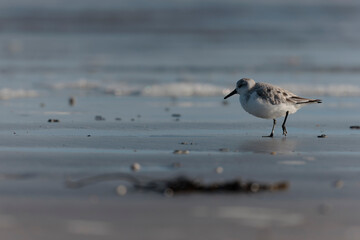 Shorebird Sanderling Calidris alba in search of food on a sandy beach in Morbihan, France