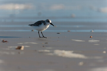 Shorebird Sanderling Calidris alba in search of food on a sandy beach in Morbihan, France