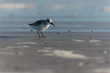 Shorebird Sanderling Calidris alba in search of food on a sandy beach in Morbihan, France