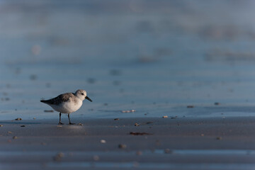 Shorebird Sanderling Calidris alba in search of food on a sandy beach in Morbihan, France