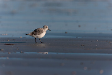 Shorebird Sanderling Calidris alba in search of food on a sandy beach in Morbihan, France