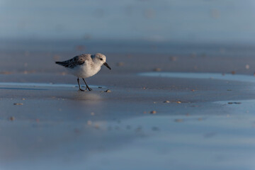 Shorebird Sanderling Calidris alba in search of food on a sandy beach in Morbihan, France