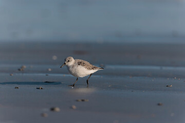 Shorebird Sanderling Calidris alba in search of food on a sandy beach in Morbihan, France