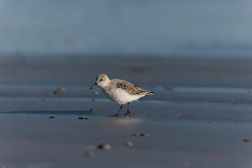 Shorebird Sanderling Calidris alba in search of food on a sandy beach in Morbihan, France