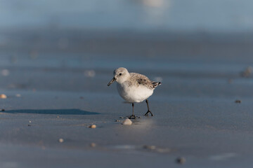 Shorebird Sanderling Calidris alba in search of food on a sandy beach in Morbihan, France