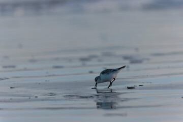 Shorebird Sanderling Calidris alba in search of food on a sandy beach in Morbihan, France