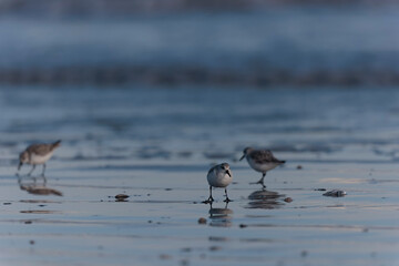 Shorebird Sanderling Calidris alba in search of food on a sandy beach in Morbihan, France