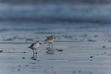 Shorebird Sanderling Calidris alba in search of food on a sandy beach in Morbihan, France