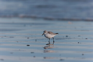 Shorebird Sanderling Calidris alba in search of food on a sandy beach in Morbihan, France