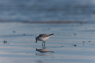 Shorebird Sanderling Calidris alba in search of food on a sandy beach in Morbihan, France