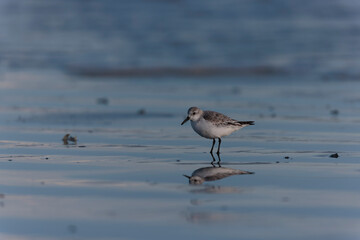 Shorebird Sanderling Calidris alba in search of food on a sandy beach in Morbihan, France