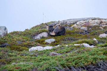 Fox upon a hill