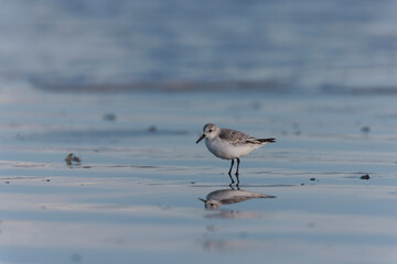 Shorebird Sanderling Calidris alba in search of food on a sandy beach in Morbihan, France