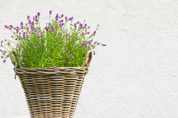 basket with flowers. woven pot of lavender outside in the garden. Lavender flowers in the pot...