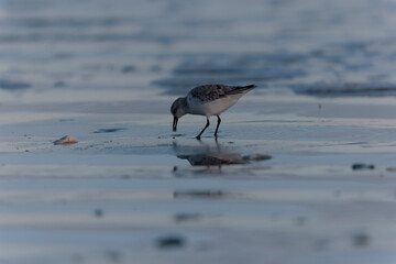 Shorebird Sanderling Calidris alba in search of food on a sandy beach in Morbihan, France