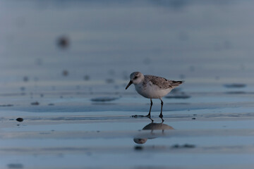 Shorebird Sanderling Calidris alba in search of food on a sandy beach in Morbihan, France