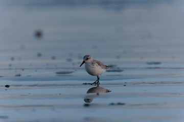 Shorebird Sanderling Calidris alba in search of food on a sandy beach in Morbihan, France
