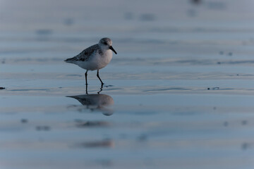 Shorebird Sanderling Calidris alba in search of food on a sandy beach in Morbihan, France