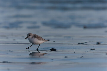 Shorebird Sanderling Calidris alba in search of food on a sandy beach in Morbihan, France