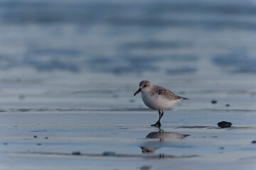 Shorebird Sanderling Calidris alba in search of food on a sandy beach in Morbihan, France