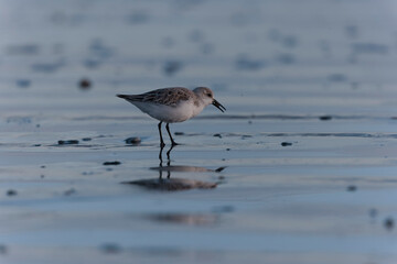 Shorebird Sanderling Calidris alba in search of food on a sandy beach in Morbihan, France