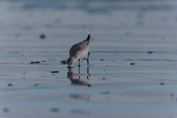 Shorebird Sanderling Calidris alba in search of food on a sandy beach in Morbihan, France