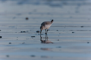 Shorebird Sanderling Calidris alba in search of food on a sandy beach in Morbihan, France