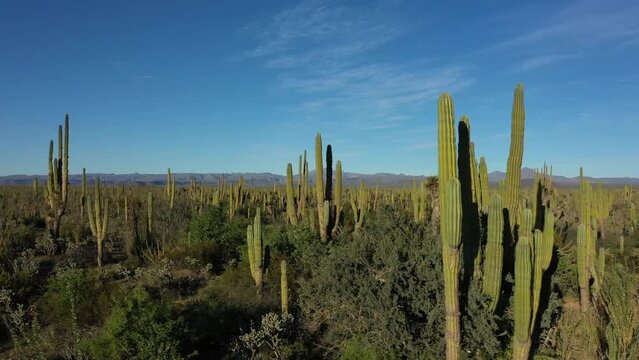 Side view of beautiful Mexican landscape full of tall cactuses up till the horizon