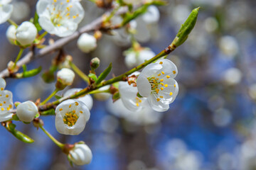 Spring blossoms of Spreading Plum tree, Prunus divaricata, white flowers blooming during Spring Sakaru season. Macro closeup