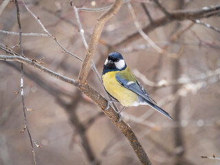 Cute bird Great tit, songbird sitting on a branch without leaves in the autumn or winter.