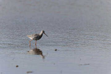 Common Redshank Tringa erythropus wading in a salt water pond in Morbihan, Bretagne