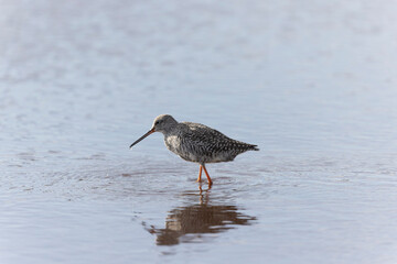 Common Redshank Tringa erythropus wading in a salt water pond in Morbihan, Bretagne