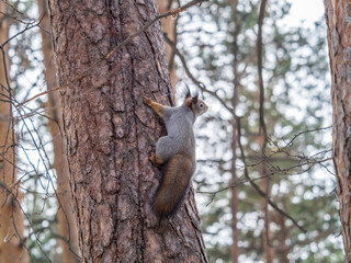 The squirrel with great tail sits on tree branches in the winter or autumn