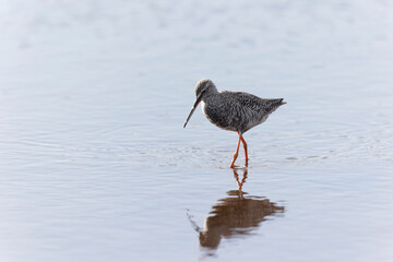 Common Redshank Tringa erythropus wading in a salt water pond in Morbihan, Bretagne