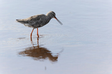 Common Redshank Tringa erythropus wading in a salt water pond in Morbihan, Bretagne