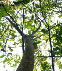 A mosambi plant from bottom to top