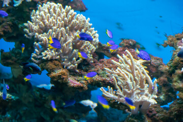 Fototapeta na wymiar coral reef with colorful fishes on a blue background