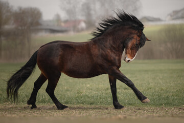 Fee bay horse gallops across the field