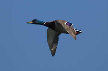 germano reale in volo