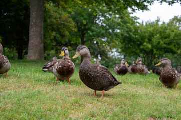 Ducks in the park
