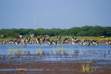 Fototapeta na wymiar Demoiselle cranes at river. Grus virgo. Crane bird.