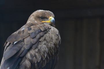Steppe Eagle, Aquila nipalensis, sitting on a branch