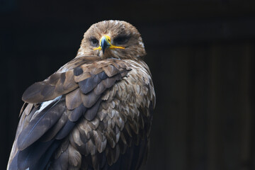 Steppe Eagle, Aquila nipalensis, sitting on a branch