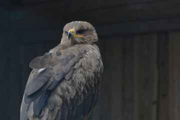 Steppe Eagle, Aquila nipalensis, sitting on a branch