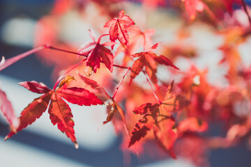 red japanese maple plant shot at extremely shallow depth of field