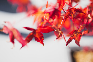 red japanese maple plant shot at extremely shallow depth of field